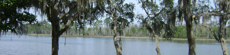 tree tops